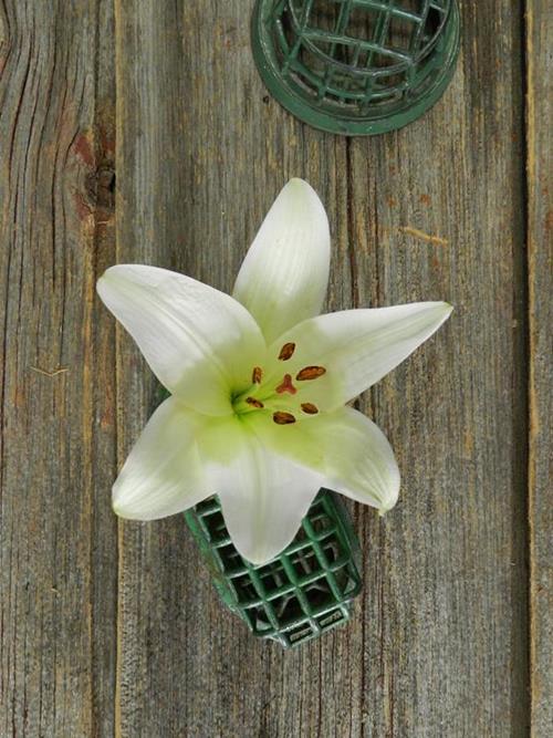 Bach 3-5 Bloom White La Hybrid Lilies